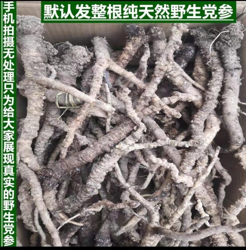 【真野生】甘肃原产地深山正宗特级纹党参手工干货整条