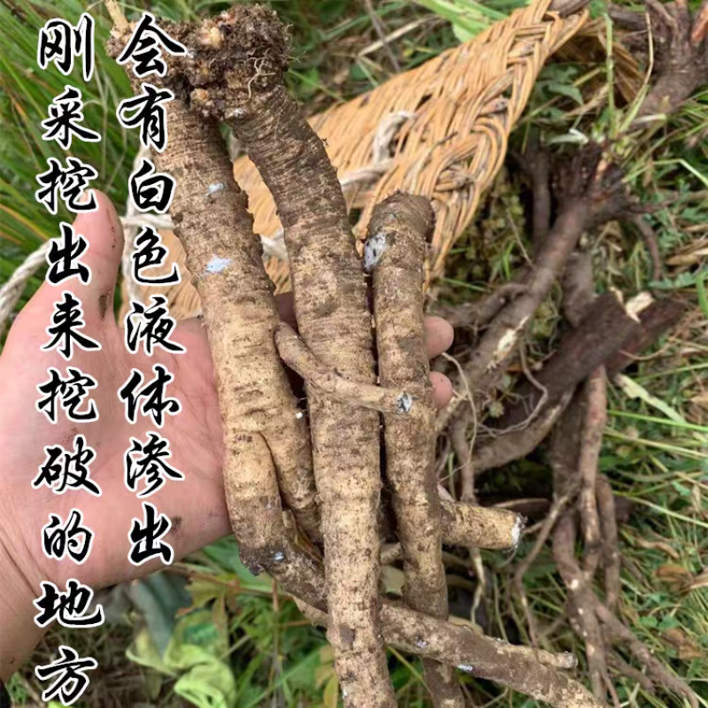 【真野生】甘肃原产地深山正宗特级纹党参手工干货整条