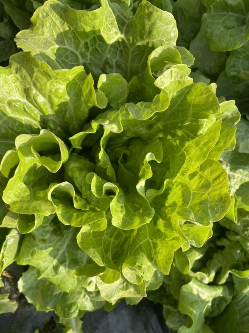 生菜大量出售