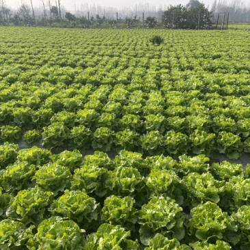 生菜大量出售