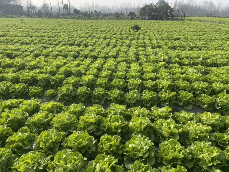 生菜大量出售