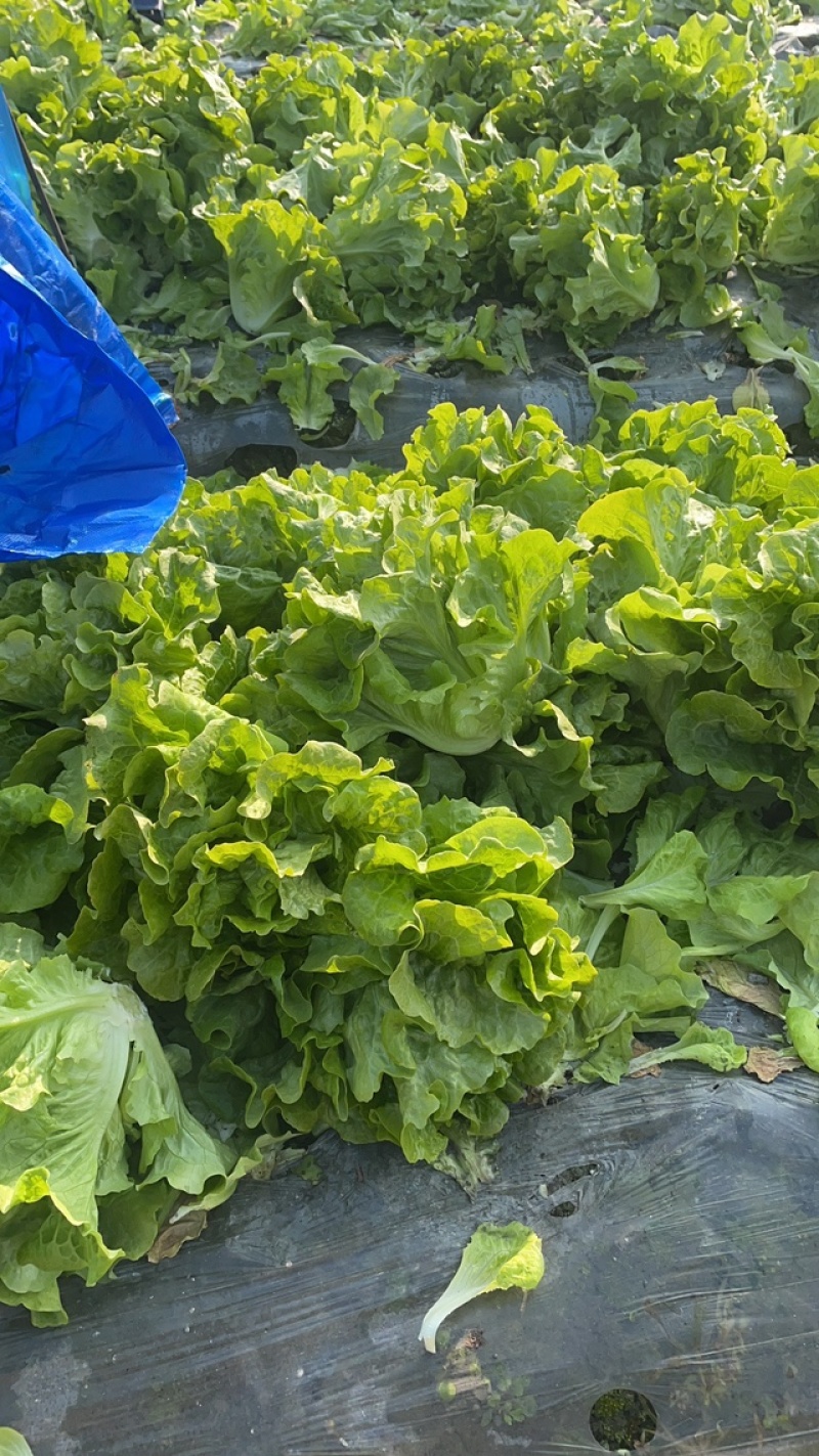 生菜大量出售
