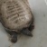 温室甲鱼养殖