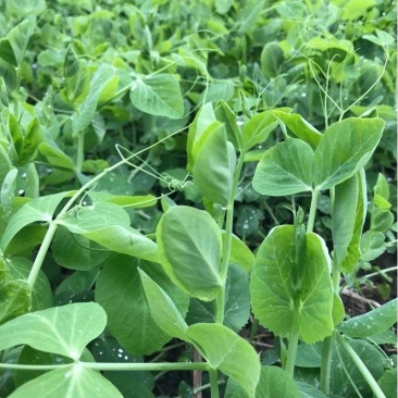新鲜四川豌豆尖新鲜豌豆尖龙须菜豌豆苗现摘现发当季