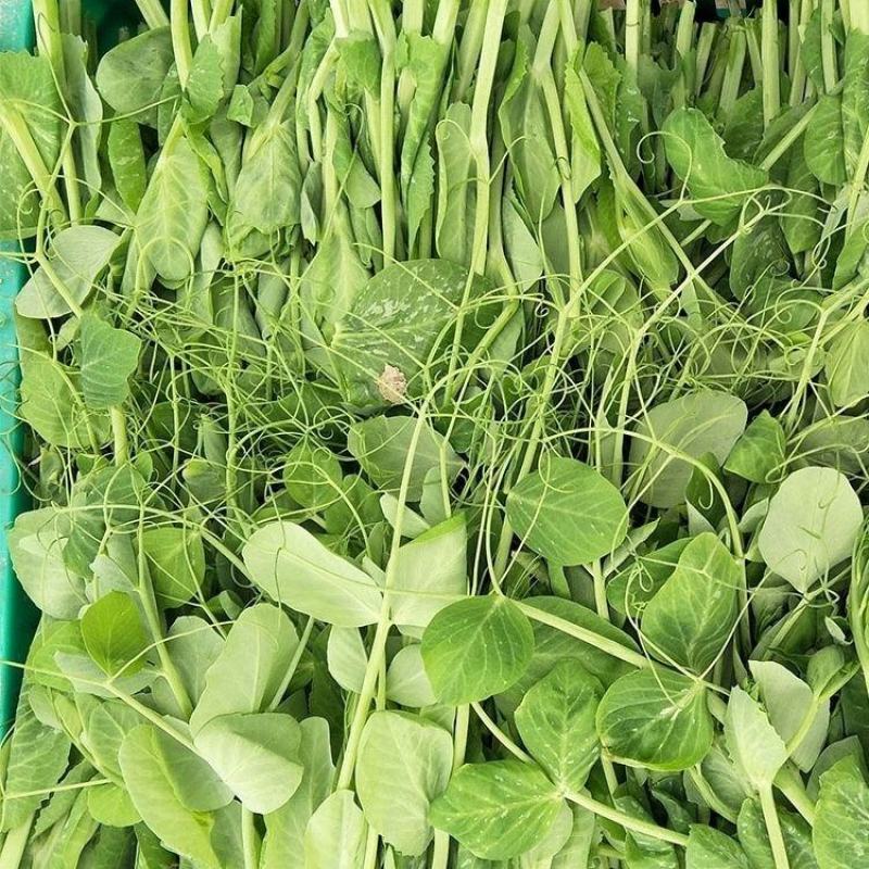 新鲜四川豌豆尖新鲜豌豆尖龙须菜豌豆苗现摘现发当季