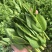 新鲜四川豌豆尖新鲜豌豆尖龙须菜豌豆苗现摘现发当季
