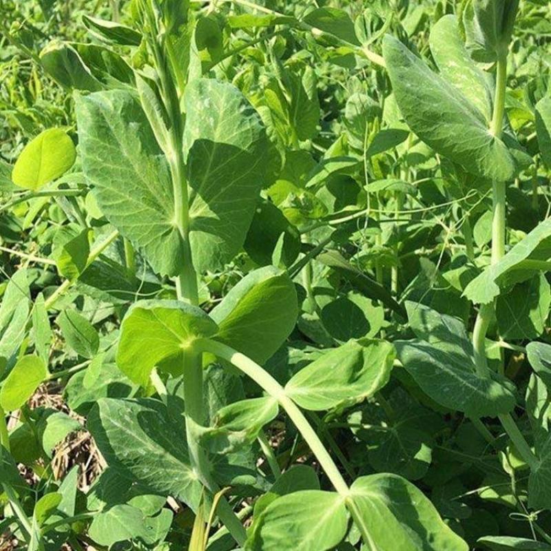 新鲜四川豌豆尖新鲜豌豆尖龙须菜豌豆苗现摘现发当季