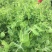新鲜四川豌豆尖新鲜豌豆尖龙须菜豌豆苗现摘现发当季