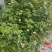潮汕野生新鲜现挖鬼针草（全草）