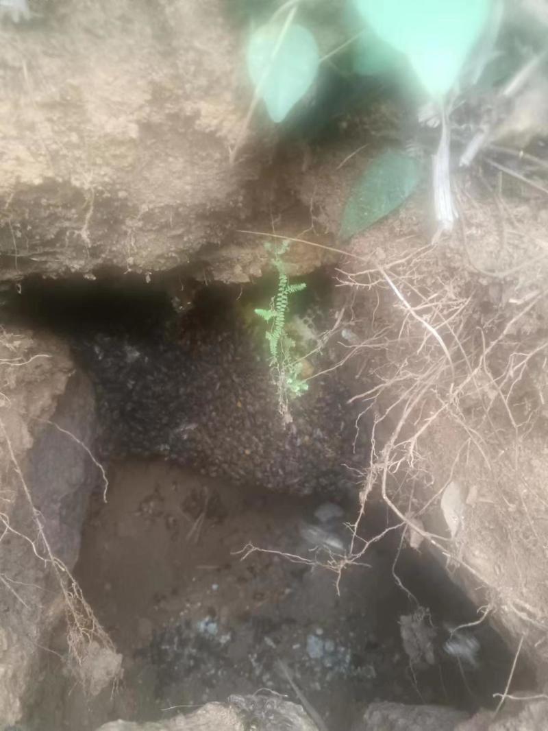 广西融水苗族自治县大苗山野生土蜂蜜百花蜜冬蜜