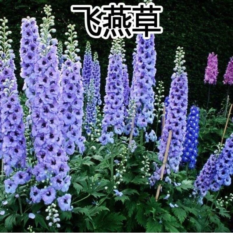 多年生大花飞燕草种子小飞燕草阳台庭院盆栽草本花卉千鸟草籽