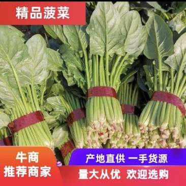 🔥菠菜山东惠民万亩种植基地规格齐全代发全国！