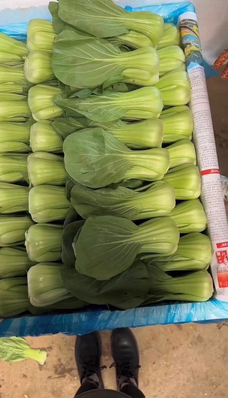 云南蔬菜上海青，油菜，一手货源品质优良。货源充足，冷库打