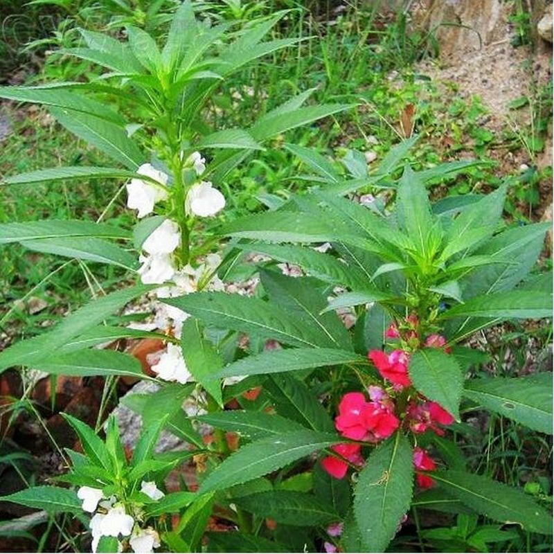 凤仙花种子籽四季庭院盆栽地栽凤仙透骨草指甲花急性子桃红金