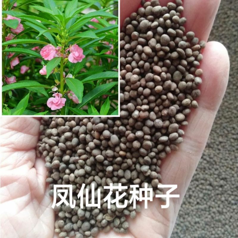 凤仙花种子籽四季庭院盆栽地栽凤仙透骨草指甲花急性子桃红金