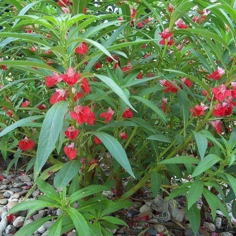 凤仙花种子籽四季庭院盆栽地栽凤仙透骨草指甲花急性子桃红金