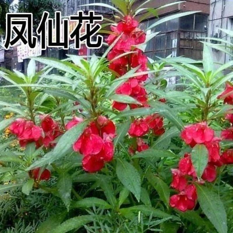 凤仙花种子籽四季庭院盆栽地栽凤仙透骨草指甲花急性子桃红金