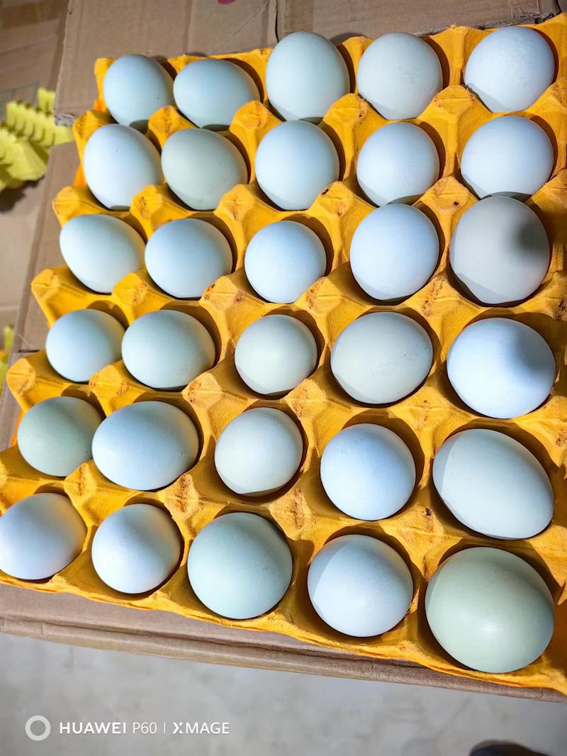 武汉绿壳鸡蛋，大量有货，养殖场直供，欢迎来电咨询