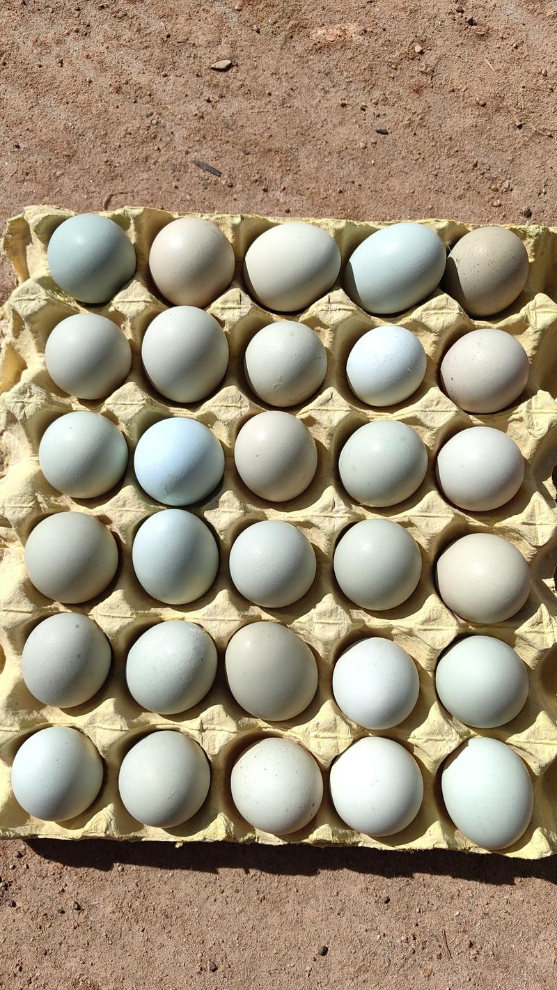 武汉绿壳鸡蛋，大量有货，养殖场直供，欢迎来电咨询
