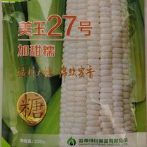 美玉27号白甜糯玉米品种矮杆大穗籽粒亮白皮绿口感绵软蜜香