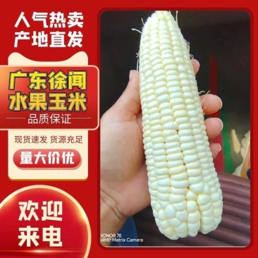海南东方水果玉米产地直发品类众多对接电商市场批发