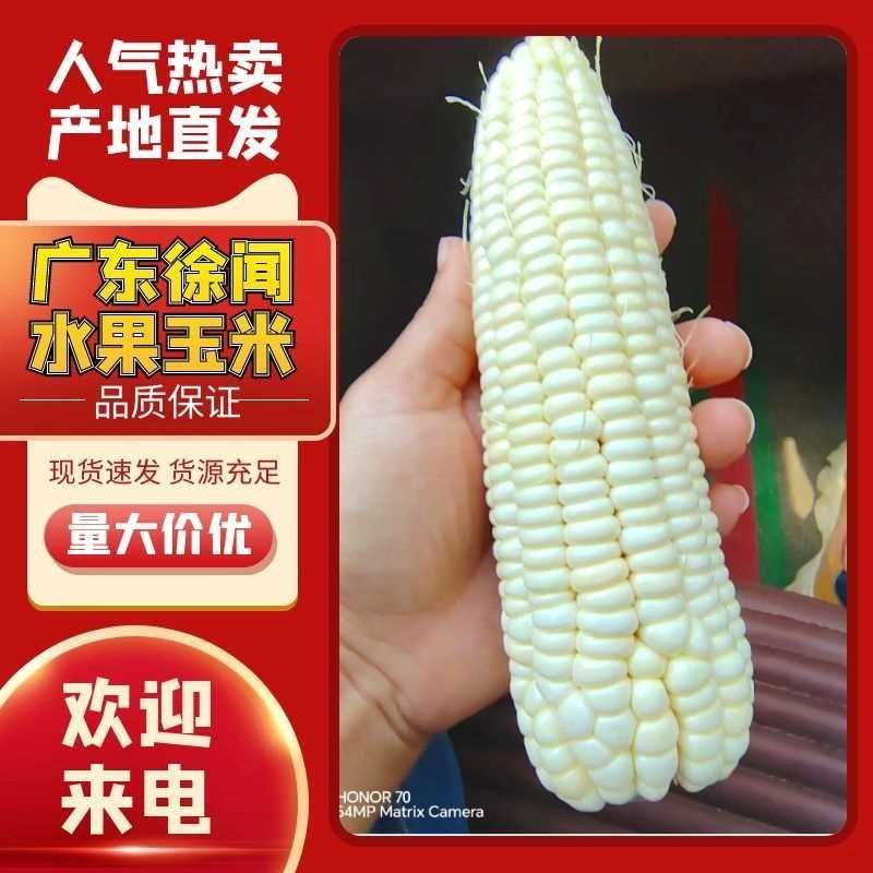 海南东方水果玉米产地直发品类众多对接电商市场批发