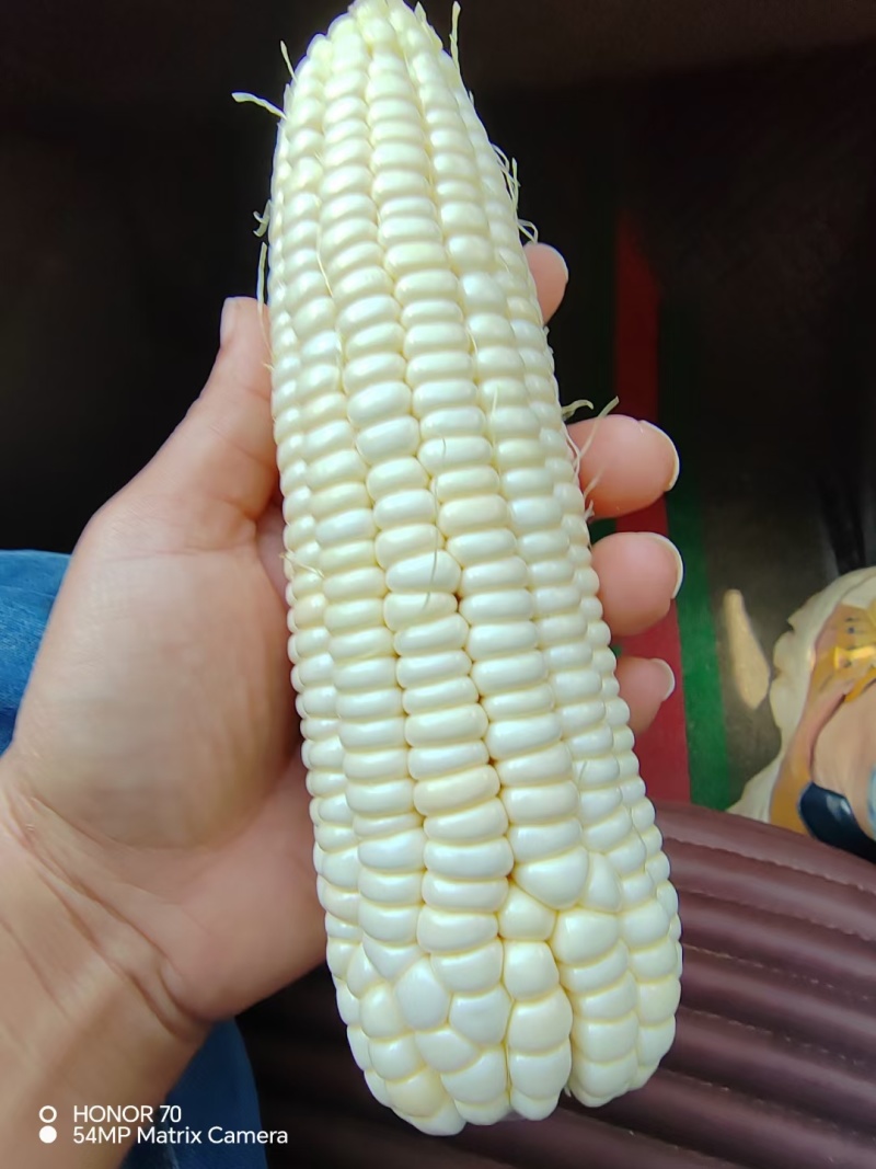 水果玉米太阳花颗粒饱满对接电商商超各大批发市场