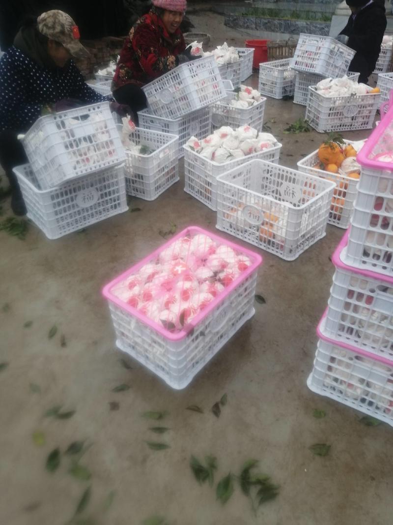 金堂耙耙柑