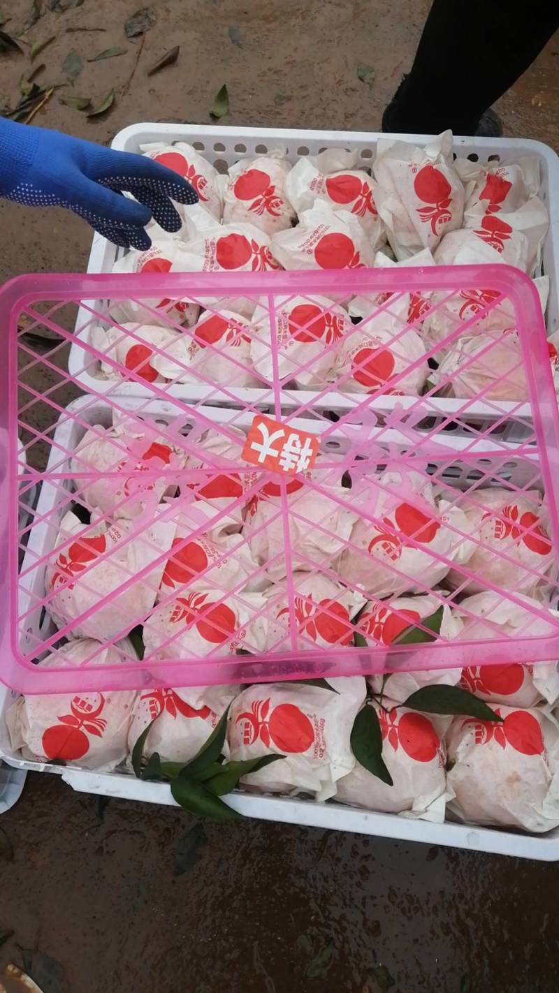 金堂耙耙柑