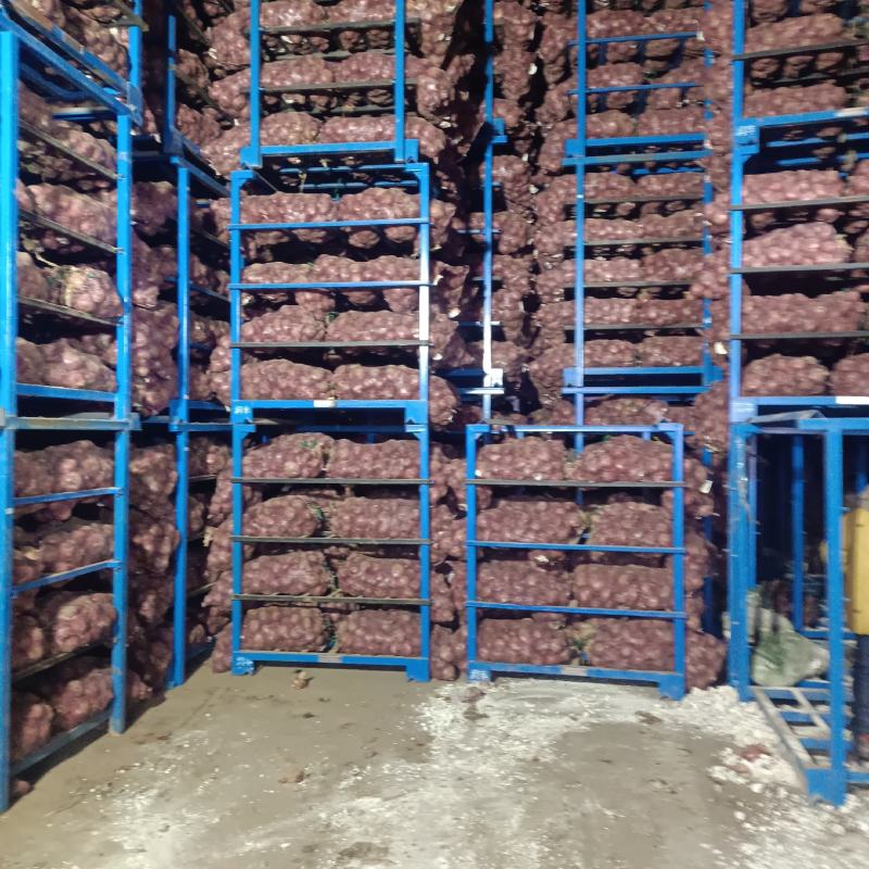 精品4---7二红洋葱新鲜洋葱冷库洋葱电商市场商超货源