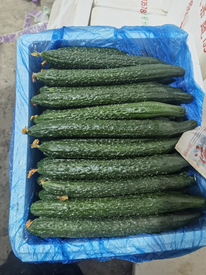 云南元谋黄瓜一手货源全国发货量大价优欢迎随时联系