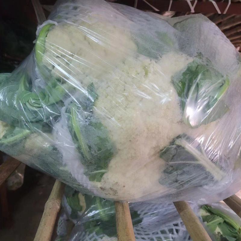 高河优质菜花