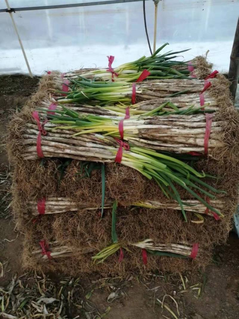 甘肃天水黄芽葱大葱产地直供量大从优欢迎电话咨询合作