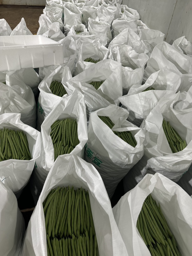 四季豆，小金豆，量大每天可以装几车，有需要的老板联系。