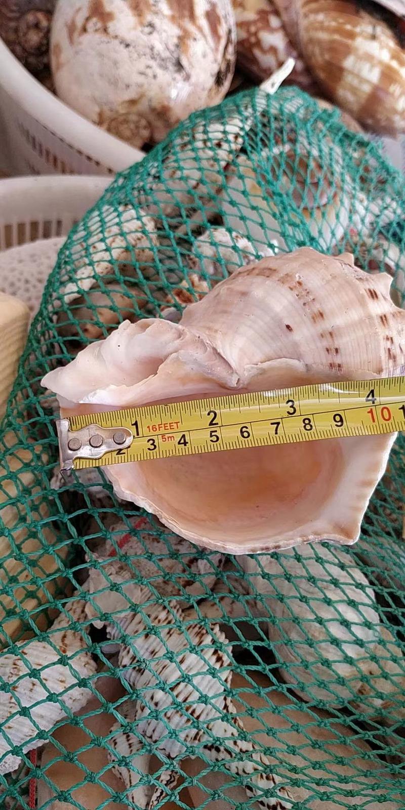 海螺壳空海螺壳海螺空壳海螺空壳工艺品海螺壳