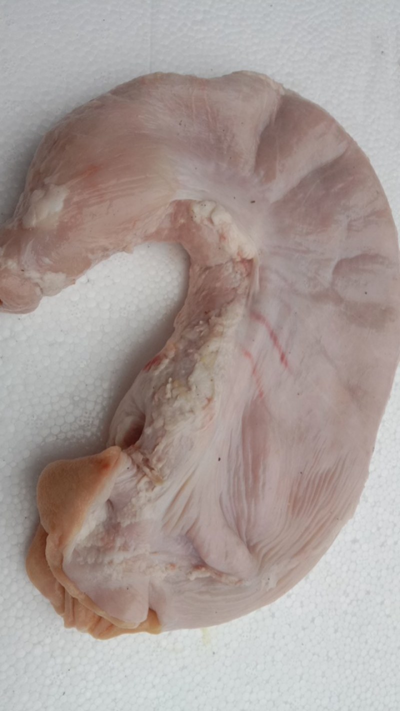 新鲜肥猪去全油大肚