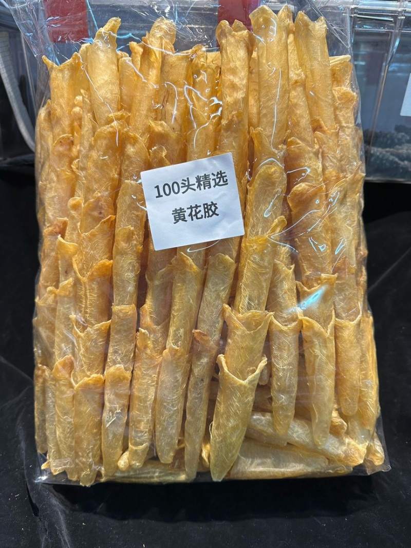 100头黄花胶A货