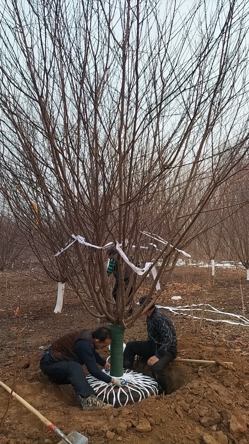 碧桃12公分价格
