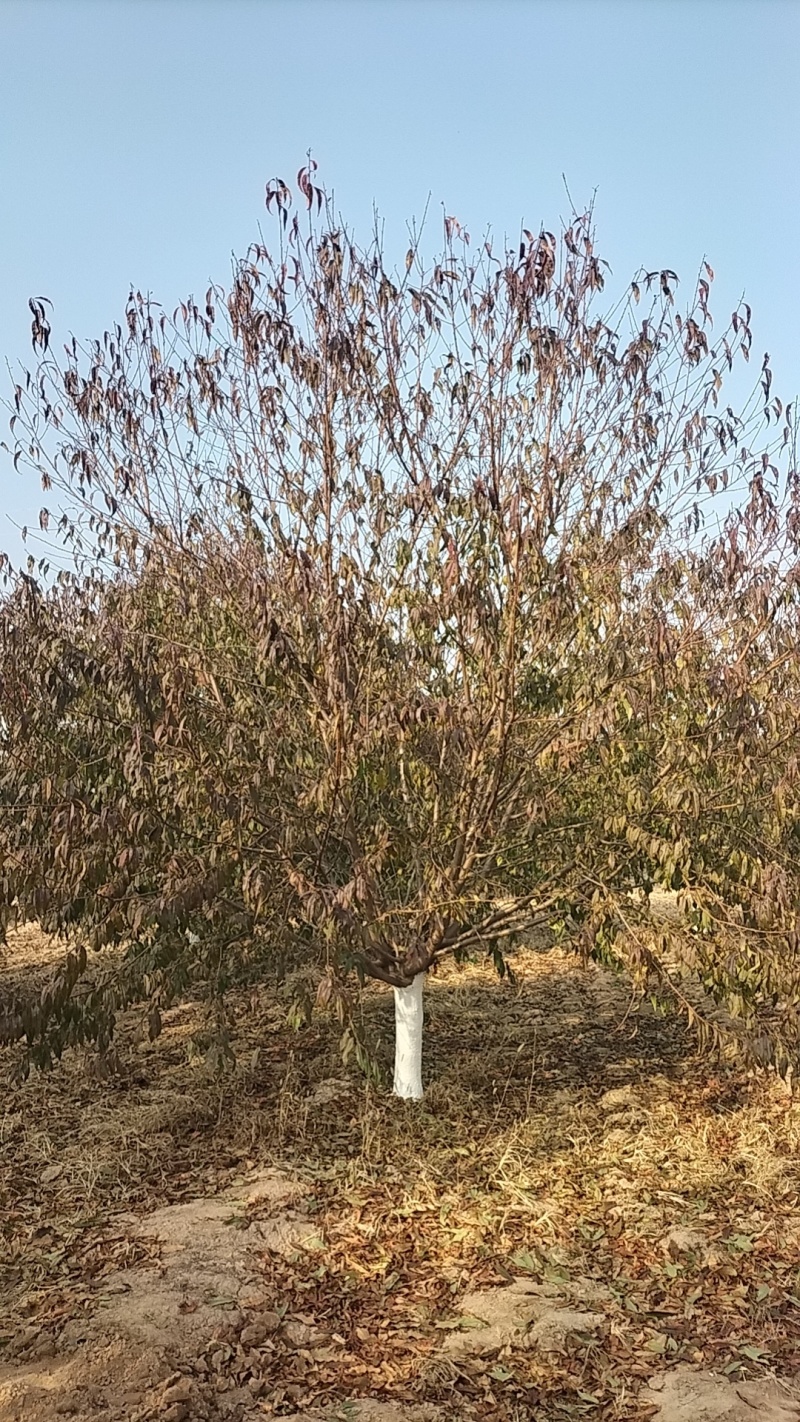 碧桃12公分价格