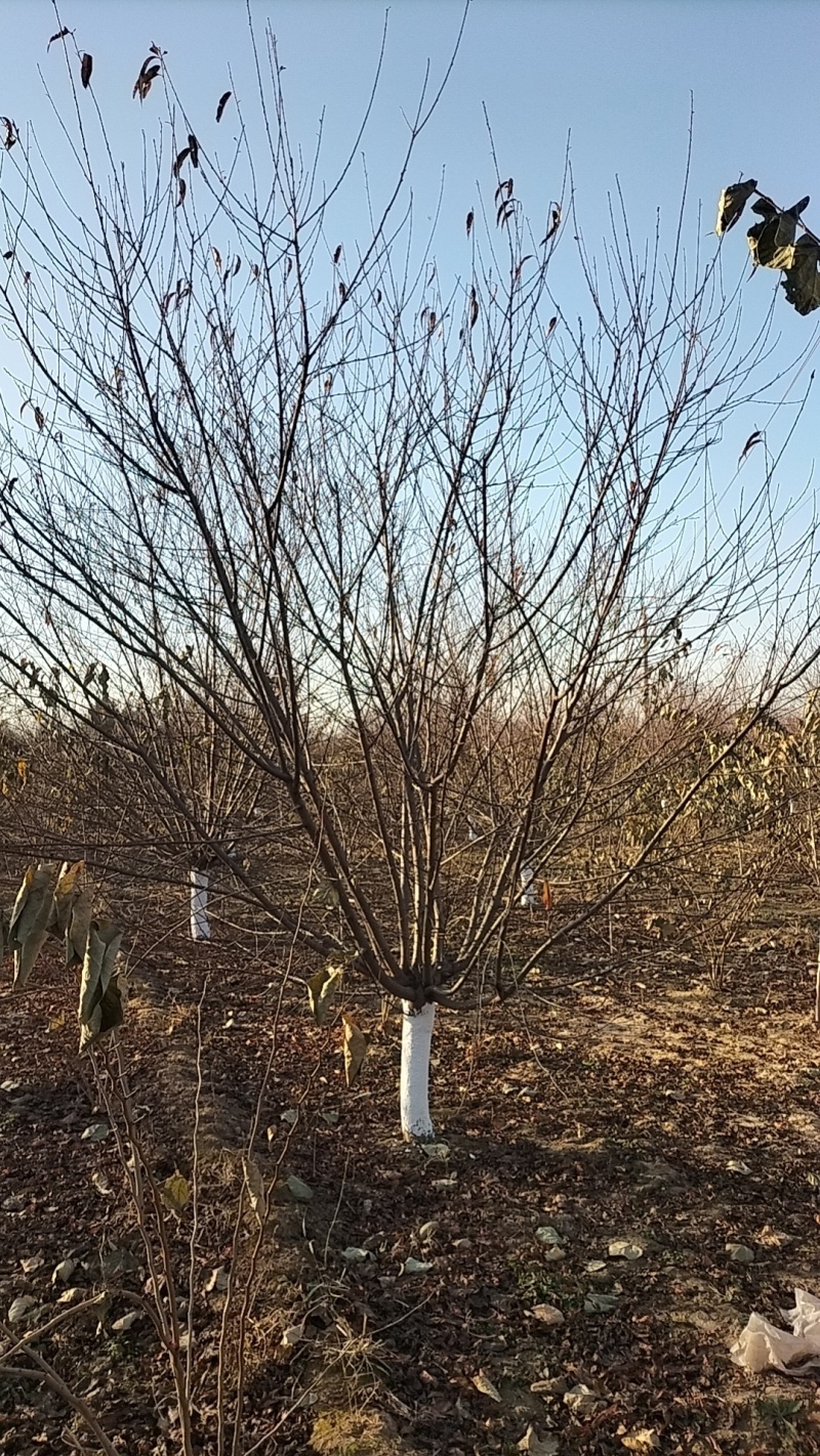 碧桃12公分价格