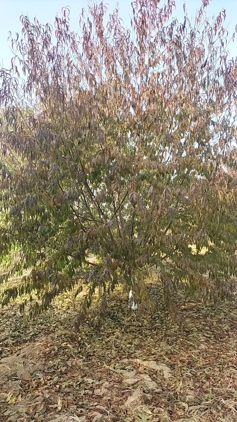 碧桃12公分价格
