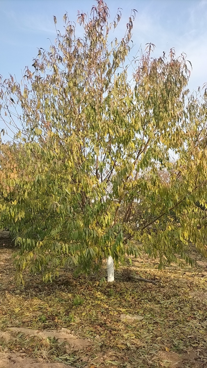 碧桃12公分价格