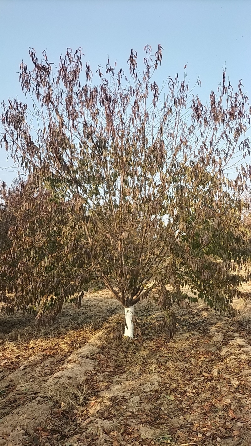 碧桃12公分价格