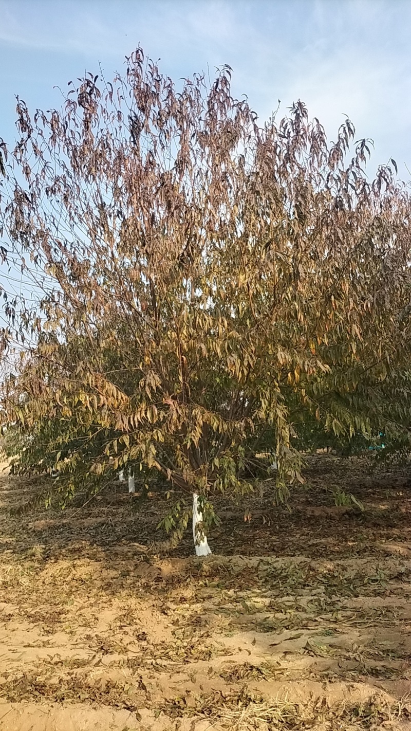 碧桃12公分价格