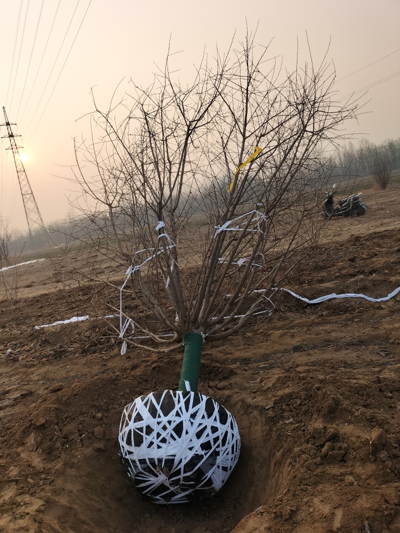 碧桃12公分价格