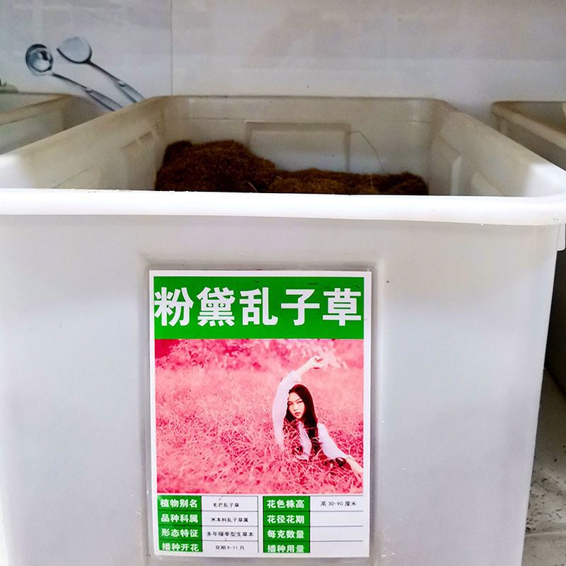 粉黛乱子草种子钻石粉多年生观赏网红草种子四季易活耐寒庭院