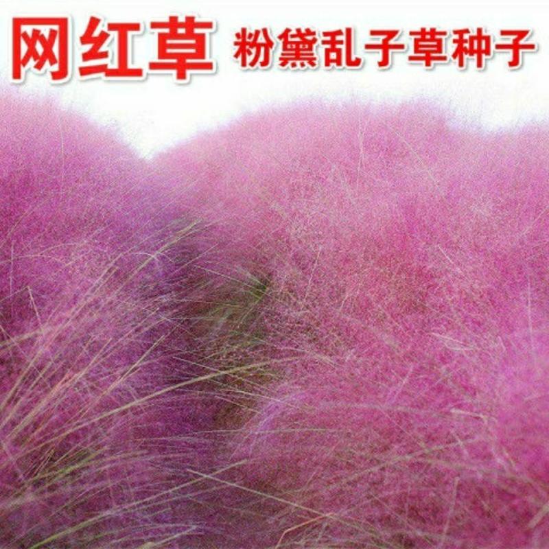粉黛乱子草种子钻石粉多年生观赏网红草种子四季易活耐寒庭院