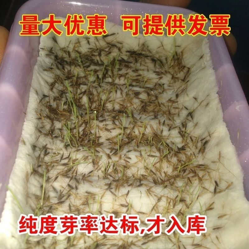 粉黛乱子草种子钻石粉多年生观赏网红草种子四季易活耐寒庭院