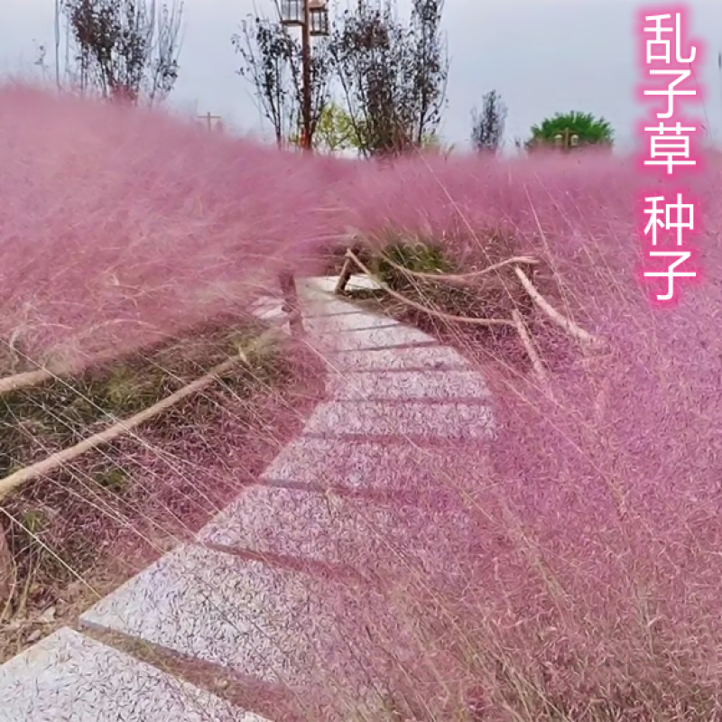 粉黛乱子草种子钻石粉多年生观赏网红草种子四季易活耐寒庭院