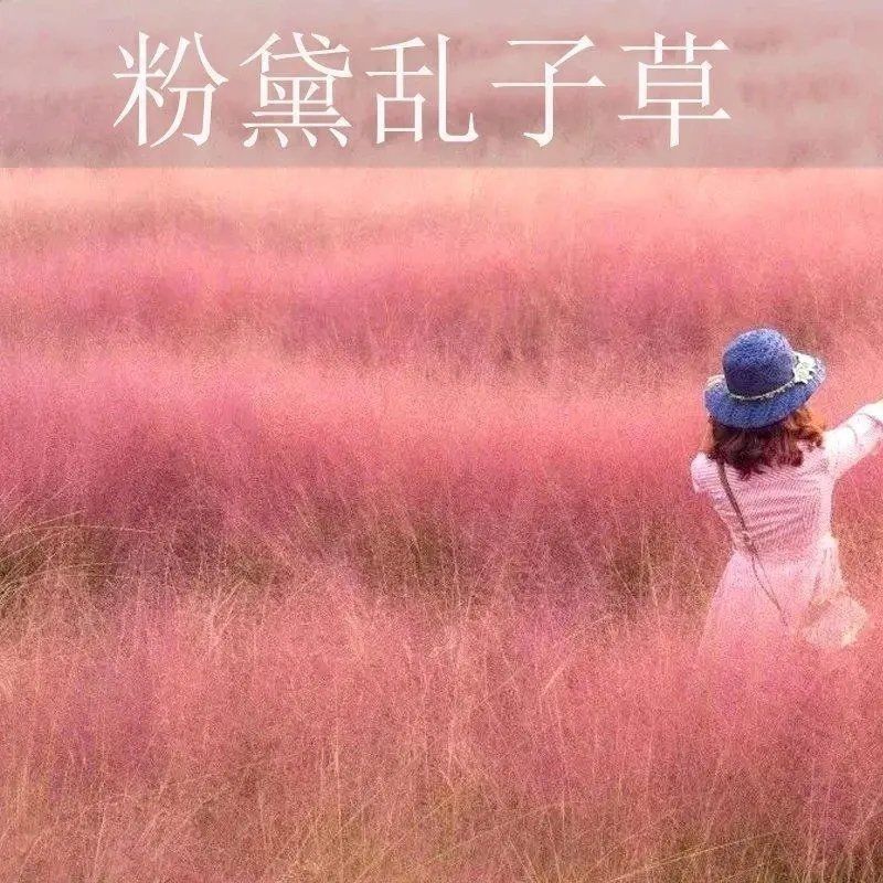 粉黛乱子草种子钻石粉多年生观赏网红草种子四季易活耐寒庭院